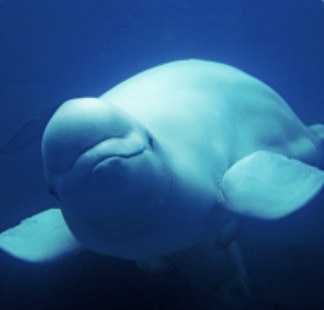 Beluga